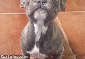 Bulldog franc�s Femea