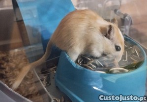 Gerbos (Esquilos da Mong�lia)