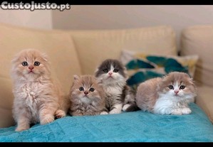 imagem_1