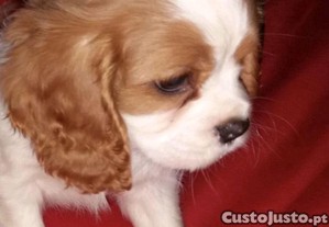 imagem_1