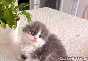imagem_5