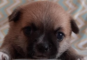 Chihuahua menino mini toy creme anão 12 meses