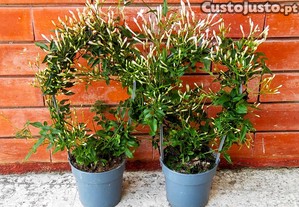 Jasmim - planta em vaso