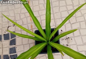 Planta aranha Chlorophytum Comosum folha verde