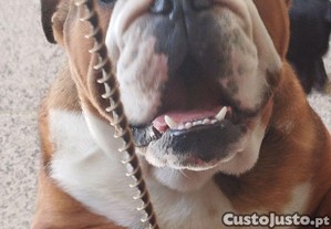 imagem_7