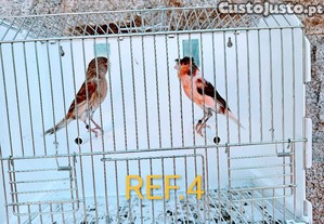 imagem_4