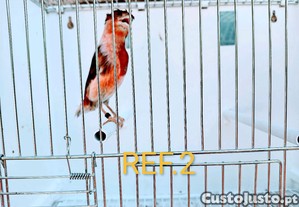 imagem_2