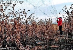 Redes para Proteo de Cultivos Resistentes ( Fio Multifilamento ) Invisveis