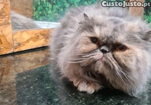 Linda gatinha Persa