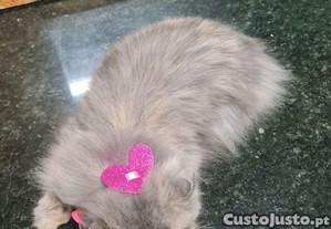 imagem_2
