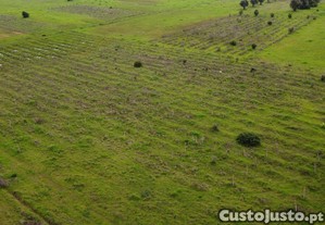 imagem_11