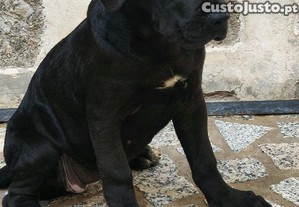 Cane Corso Italiano