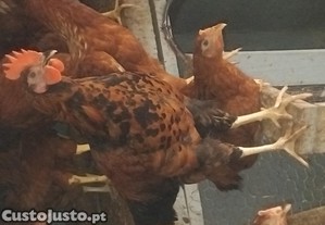 Galos
