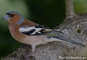 Vrias aves
