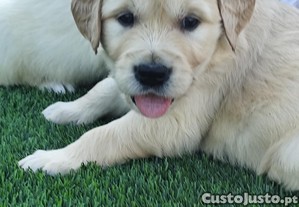 Golden Retriever