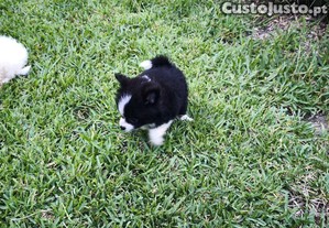 imagem_7