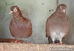 Casal de Cambalhotas portuguses