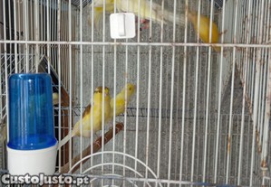 Gaiola