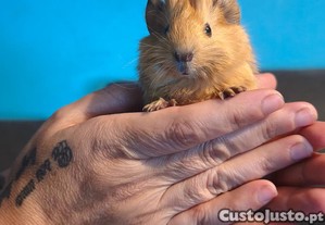 Porquinho da Índia