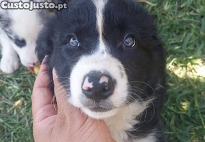 Border collie preto e branco