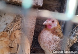 1 galo e 3 galinhas da madeira