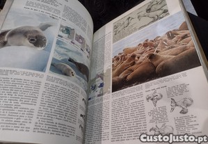imagem_9
