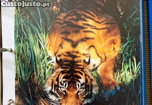 imagem_7