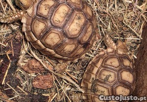 Tartarugas sulcatas africanas