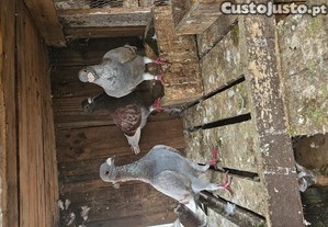imagem_5