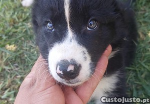 imagem_3