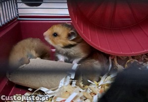 Hamsters srios bebs