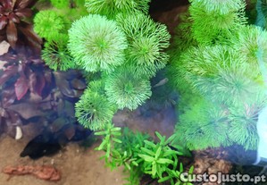 Planta de aquário fácil crescimento