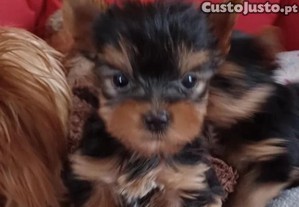 Cachorros Yorkshire Terrier