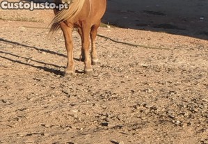 Troco