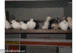 imagem_2