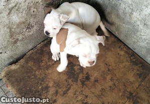 imagem_2