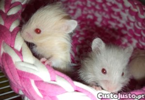 Hamsters sirios pelo longo macho