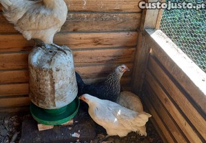 4 frangas i 2 galos tudo junto