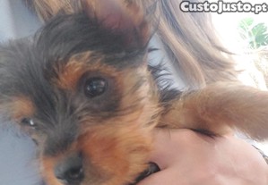 imagem_2