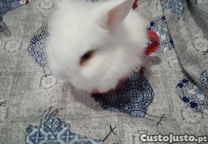 imagem_2