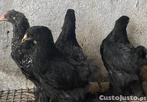 Brahmas