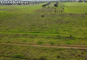 imagem_5