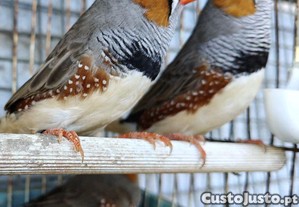 Mandarins gigantes machos