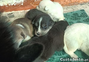 imagem_4