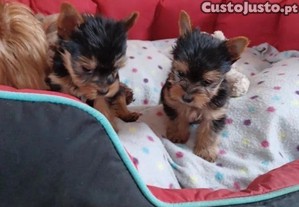imagem_4