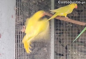 Aves.