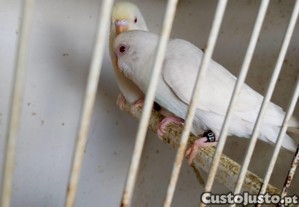 Periquitos