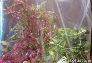 Plantas para aqurio