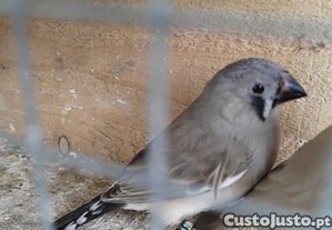 imagem_1