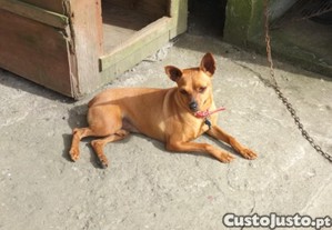 Pincher